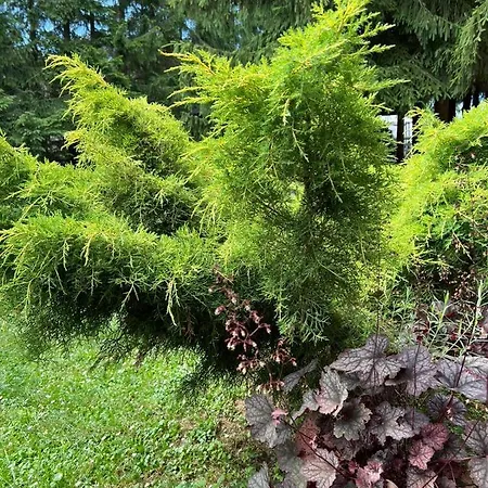 Podlaskiem Apartmán *